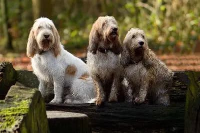 Grand Basset Griffon Vendeen – Hunderasse