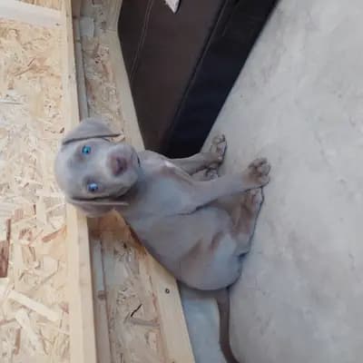 !VERKAUFT! Marvel (Wunder) – Weimaraner (kurzhaar) Welpe, Niederösterreich, Yetiştirildi Weimaraner aus der Holzgasse
