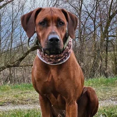 Wurfankündigung August 2026 – Rhodesian Ridgeback Welpe, Bayern, Raised by of Free Spirit