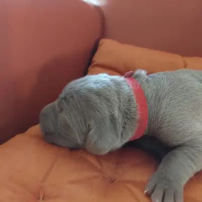 ! VERKAUFT! MUNDUS (die Welt) – Weimaraner (kurzhaar) Welpe, Niederösterreich, Yetiştirildi Weimaraner aus der Holzgasse