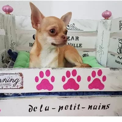 Chihuahua dela-petit-nains