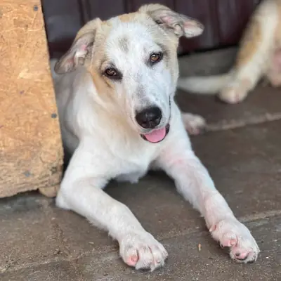 Sugar – Mischling, At shelter Animal Souls e.V.