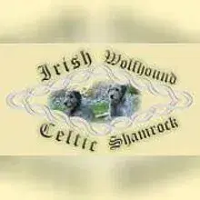 Celtic Shamrock cover