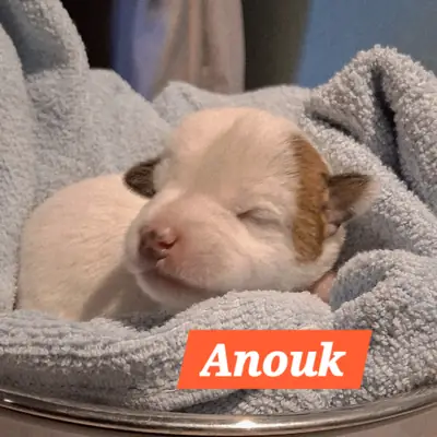 Anouk – Parson Russell Terrier Welpe, Mecklenburg-Vorpommern, Raised by Parson Russell Terrier Zucht vom Belfinshof