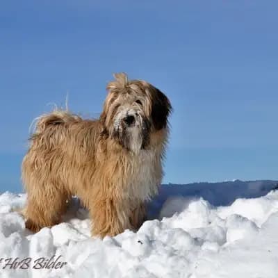 "Tingsha" Tibet Terrier von Unterfranken