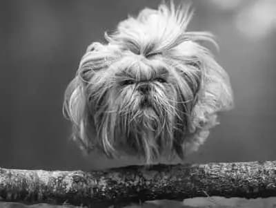 L 3 R – Shih Tzu Welpe, Nordrhein-Westfalen, Raised by Shih Tzu von Xi-Shi quan