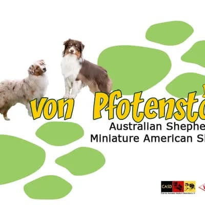 Bestes Zuhause gesucht – Australian Shepherd Welpe, Schleswig-Holstein, Raised by Kennel Von Pfotenstolz