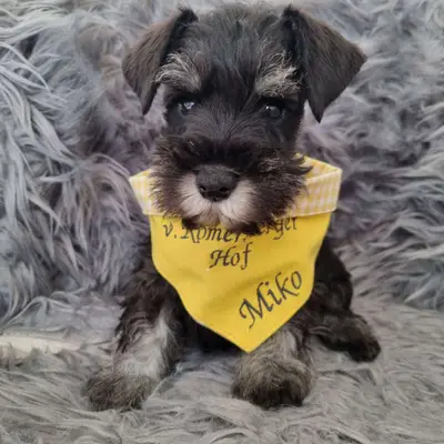 Foto des Wurfs: Zwergschnauzer Welpe, Niedersachsen, Aufgezogen von Zwergschnauzer vom Römersberger Hof