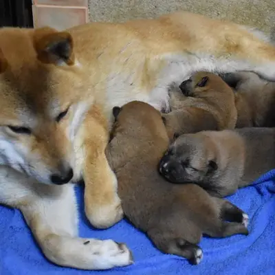 Foto des Wurfs: Shiba Inu Welpe, Sachsen, Aufgezogen von Shiba Inu Zucht aus Nippon's Reich