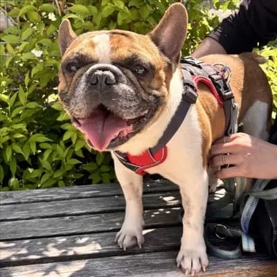 ARNIE – Französische Bulldogge, Bayern, Im Tierheim Tierheim München gGmbH Gnadenhof Kirchasch