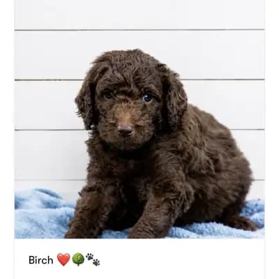 Raya – Deutscher Schäferhund Welpe, Berlin, Wychowany przez Beispiel-Profil