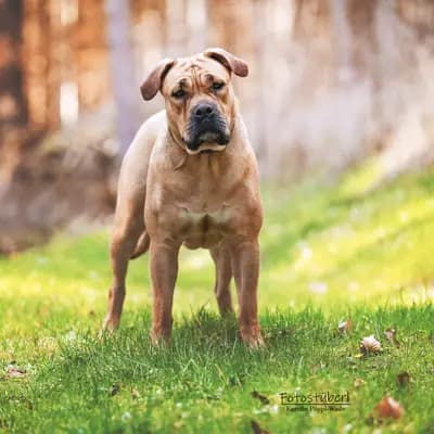Perro Dogo Mallorquin (Mallorca-Dogge) – Hunderasse
