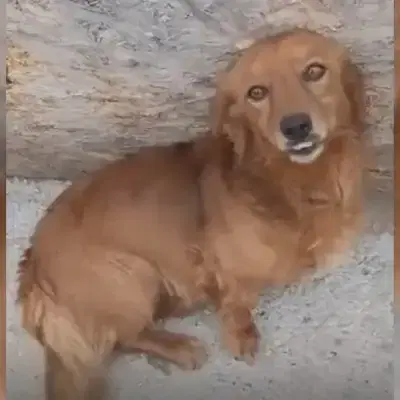 Winston