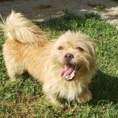 Alfonso – Mischling, At shelter Animal Souls e.V.