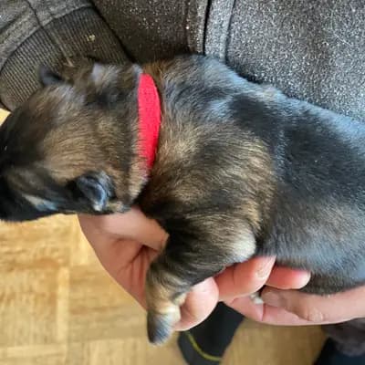 C-Wurf – Altdeutscher Schäferhund Welpe, Baden-Württemberg, Aufgezogen von Altdeutsche Schäferhunde vom Hofe Sankt-Katharina