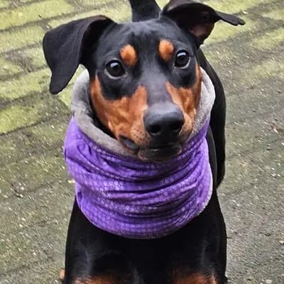 Deutscher Pinscher Rüde – Deutscher Pinscher Welpe, Nordrhein-Westfalen, Raised by Deutsche Pinscher Of Forest Rose