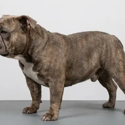 Exotic Bully – hunderace