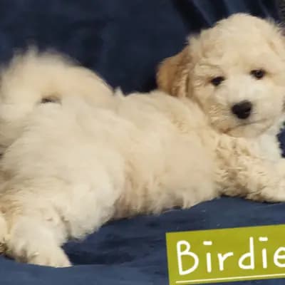 Birdie – Bichon Frisé Welpe, Brandenburg, Criado por Bichon Frise Zucht "Dream Teddy's"