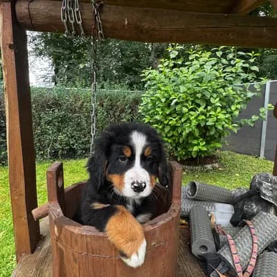Klara – Berner Sennenhund Welpe, Mecklenburg-Vorpommern, Raised by Bernersennenhunde vom Schimmerhof