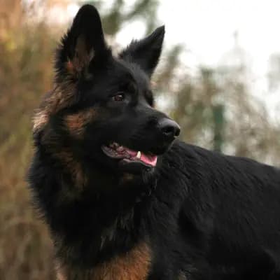 X-Wurf – Altdeutscher Schäferhund Wurf, Schleswig-Holstein, Aufgezogen von Altdeutsche Schäferhunde vom Kreuzkamp
