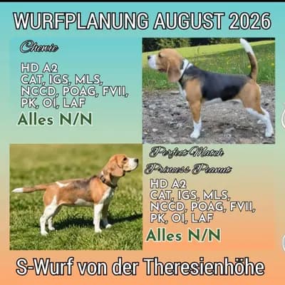 Wurfankündigung BEAGLE – Beagle Welpe, Bayern, Allevato da Beagle von der Theresienhöhe