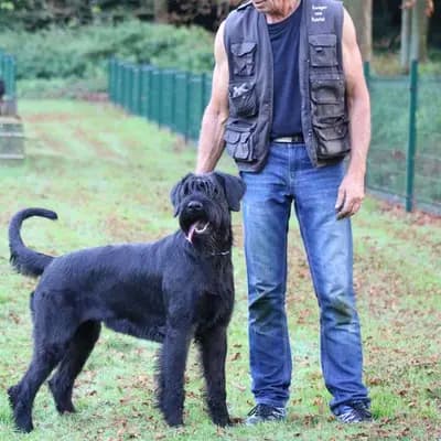 Riesenschnauzer vom Eulatal