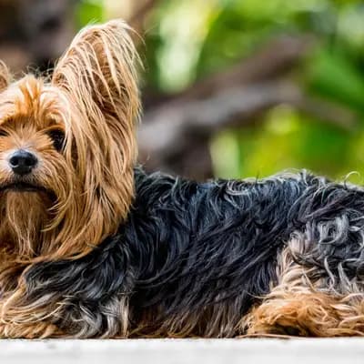 Yorkshire Terrier – Hunderasse
