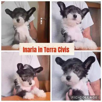 Inaria – Chinese Crested Dog Welpe, Bayern, Criado por Terra Civis - Ich bin nichts für schwache Nerven
