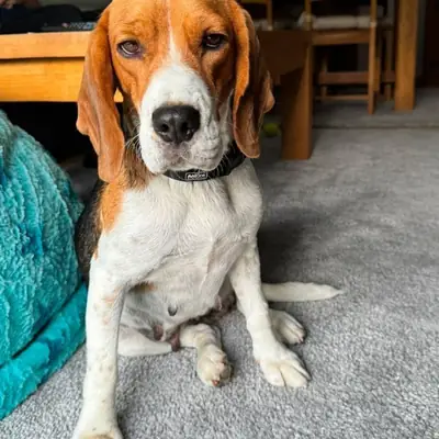 Eva – Beagle, At shelter Animal Souls e.V.
