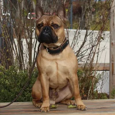 LOUIE – Französische Bulldogge, Bayern, Im Tierheim Tierheim München gGmbH Gnadenhof Kirchasch