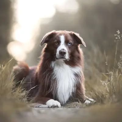 Cujo