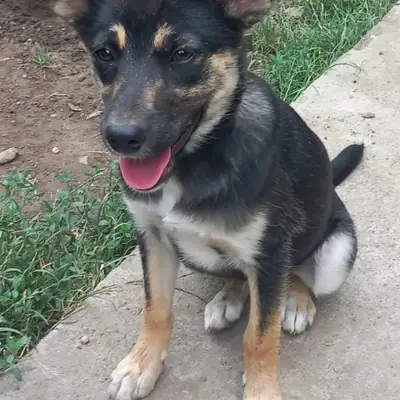 Maya – Mischling, At shelter Animal Souls e.V.