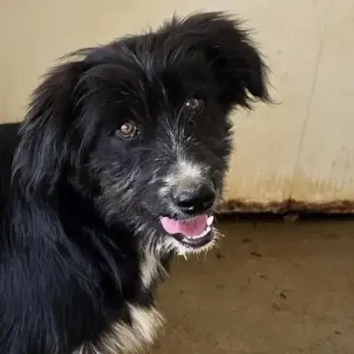 Pumba