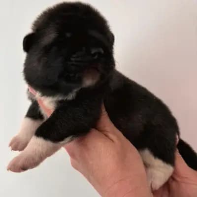 Brienne – Amerikanischer Akita Welpe, Baden-Württemberg, Opdrættet af On the highest