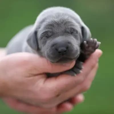 Weimaraner of royal Diamonds