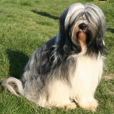 R-Wurf – Tibet Teriyeri Wurf, Rheinland-Pfalz, Yetiştirildi KIRSEI - KRA Tibet Terrier