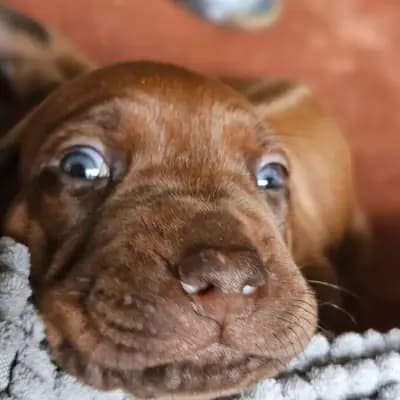 Welpenalarm im Kennel 'Free Spirit' – Rhodesian Ridgeback Welpe, Bayern, Raised by of Free Spirit