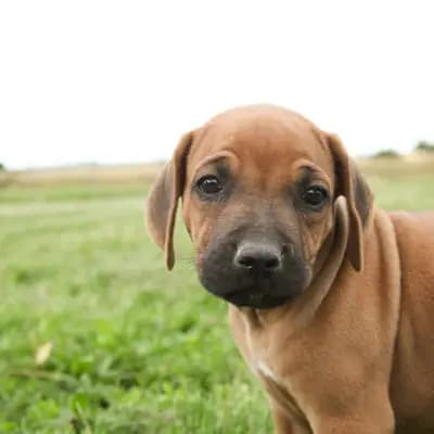 Hugo – Rhodesian Ridgeback Welpe, Thüringen, Raised by Kennel: RRR of Mombasa1 Reinrassige-Rhodesian-Ridgeback.Farm