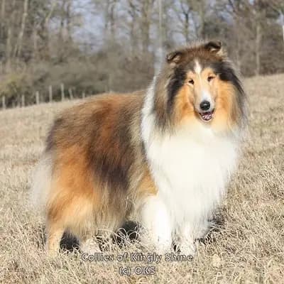 Collie (Langhaar) Züchter in Hessen