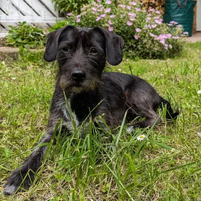 Lolle – Mischling, At shelter Animal Souls e.V.