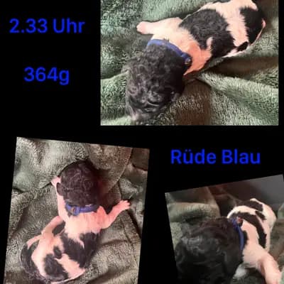 Blau – Großpudel (Königspudel) Welpe, Mecklenburg-Vorpommern, Allevato da Airedaleterrierof Ravenclaw