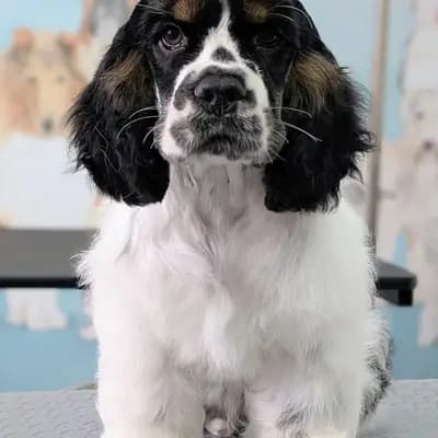 Idefix – American Cocker Spaniel Welpe, Niedersachsen, Raised by Pandorica (FCI) - Liebhaberzucht seit 2006