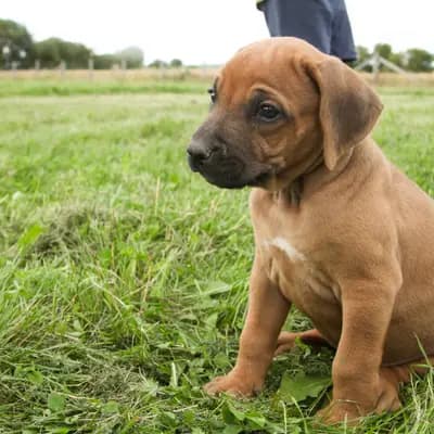 Hannes – Rhodesian Ridgeback Welpe, Thüringen, Raised by Kennel: RRR of Mombasa1 Reinrassige-Rhodesian-Ridgeback.Farm
