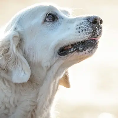 Listenhunde Bayern 2026: Kategorie 1 & 2 Liste, Negativzeugnis, Wesenstest & Hundesteuer