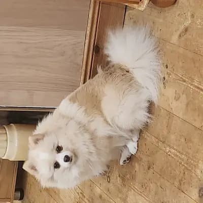Kiba