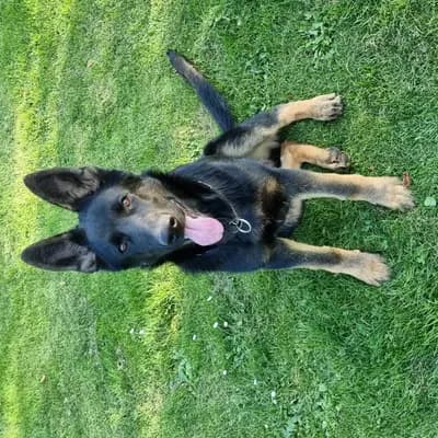 Schäferhunde vom Deutschen Rosenstamm