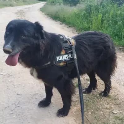 Lexi – Mischling, Im Tierheim Animal Souls e.V.