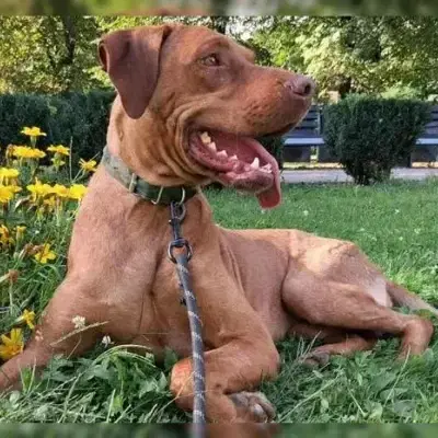 Paolo
