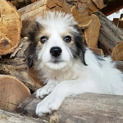 Heidi – Mischling (evtl. Hütehund-Mix), At shelter Animal Souls e.V.