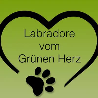 Labradore vom Grünen Herz